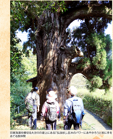 旧東海道を横切る大沙川の堤上にある「弘法杉」。巨木のパワーにあやかろうと杉に手をあてる旅仲間