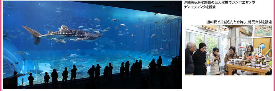 沖縄美ら海水族館の巨大水槽でジンベエザメや珍しい黒マンタを観賞