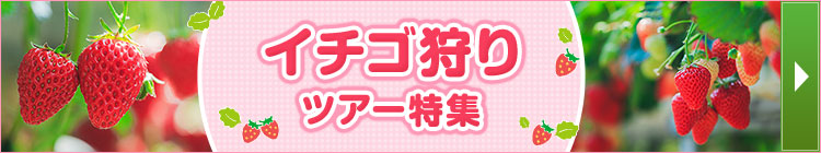 イチゴ狩りツアー