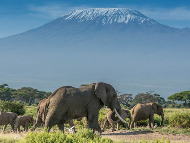 アンボセリ国立公園（ケニア・ゾウ・公園・春・3月）兵庫県在住・PN：旅と動物写真好き