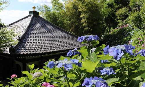 鎌倉の初夏を彩る花浄土　長谷寺（写真提供：長谷寺）