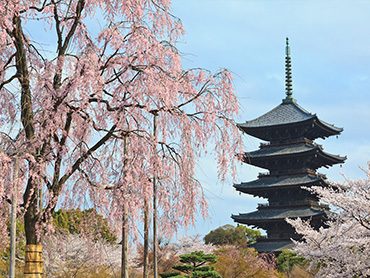 京都の桜と吉野千本桜特集 旅行・ツアー