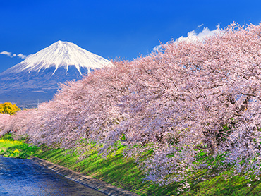 中部・東海の桜特集 旅行・ツアー