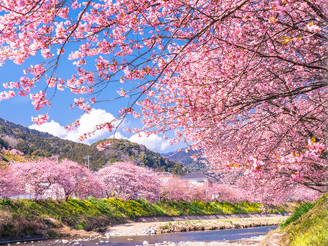 河津桜ツアー 旅行 クラブツーリズム