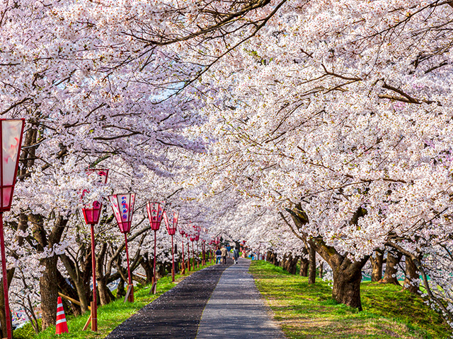 中四国・九州・沖縄の桜特集 旅行・ツアー