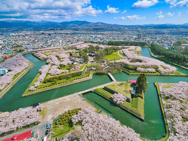 北海道の桜特集 旅行・ツアー