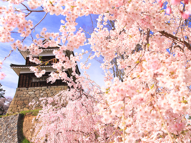 甲信越・北陸の桜特集 旅行・ツアー