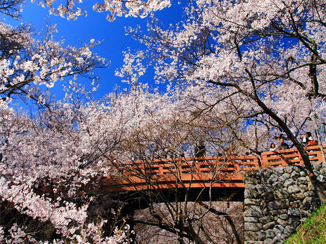 高遠の桜ツアー特集 旅行・ツアー