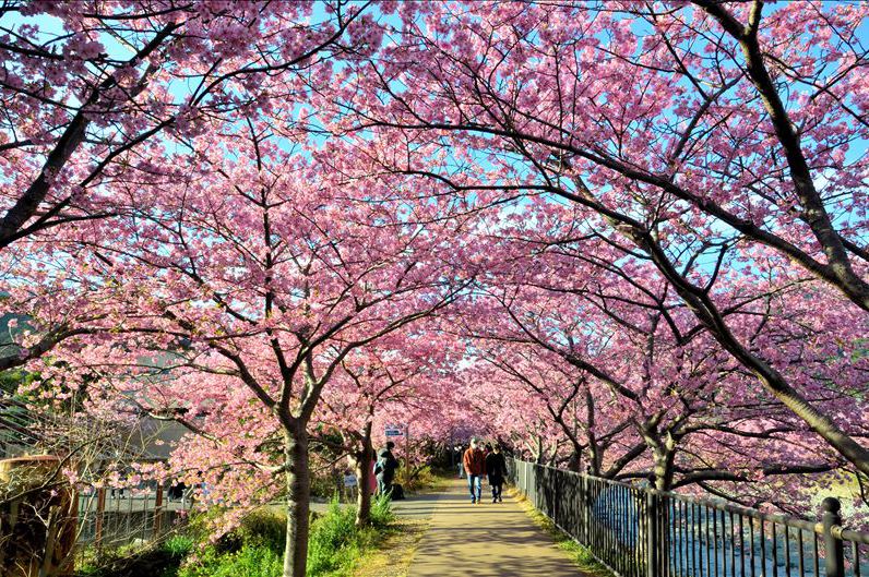 静岡県の川合 繁男さんの作品「桜のトンネル」(静岡県／河津町)