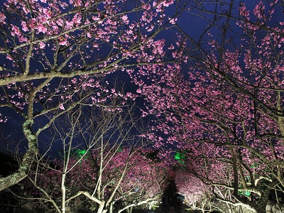 今帰仁グスク桜まつり（イメージ）※桜の例年の見頃は1月下旬～2月上旬