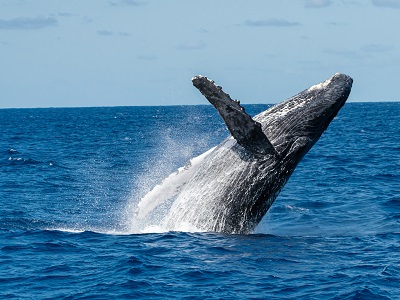 ザトウクジラ（イメージ）※例年12月～4月はザトウクジラが出産・育児のために暖かい沖縄の海にやってきます。