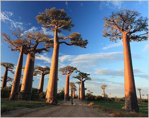 バオバブの並木道©Mr.Baobab(イメージ)