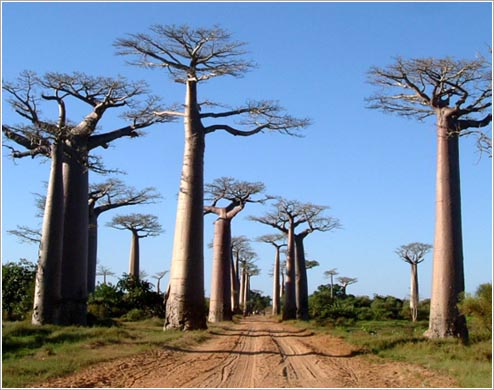 バオバブの並木道(イメージ)