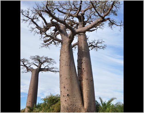 双子のバオバブ(イメージ)