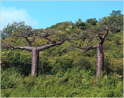 T字型バオバブ©Mr.Baobab(イメージ)