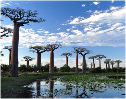 水田とバオバブ(イメージ)