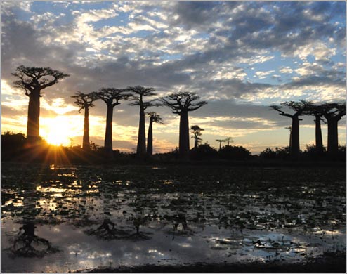 夕日とバオバブ(イメージ)
