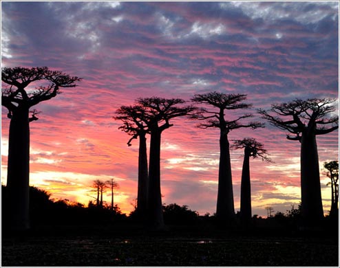 夕焼けとバオバブ(イメージ)