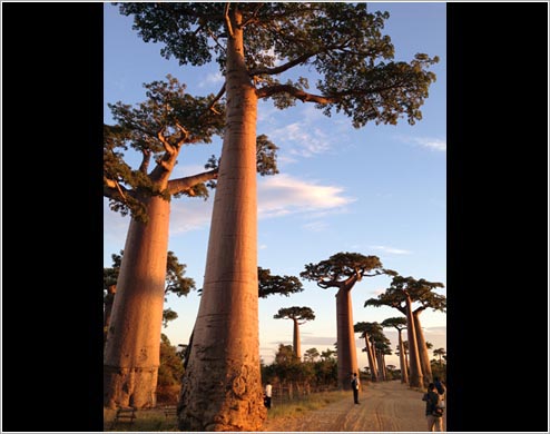 雨季の時期はバオバブに葉が付きます。(イメージ)