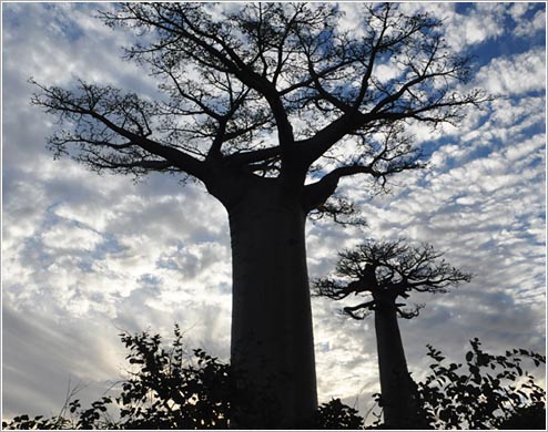 バオバブの木(イメージ)