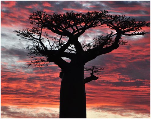 まさに悪魔の木(イメージ)