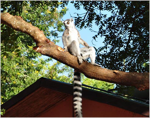 木の上でくつろぐワオキツネザル(イメージ)