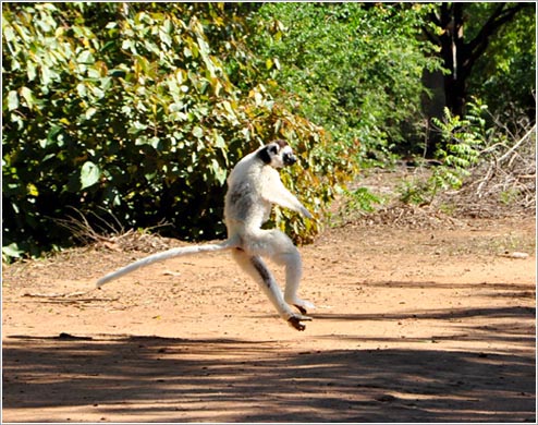 横っ飛び中のベローシファカ(イメージ)