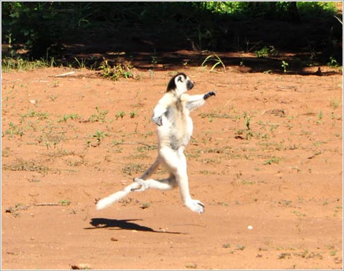 横っ飛び中のベローシファカ(イメージ)