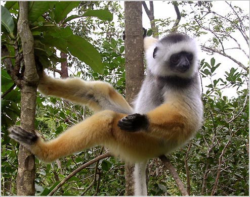 カンムリシファカ(イメージ)