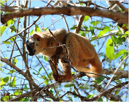 チャイロキツネザル(イメージ)