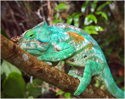 パンサーカメレオン(イメージ)