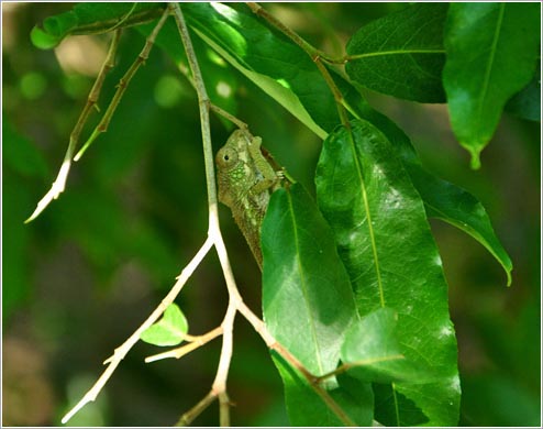 カーペットカメレオン(イメージ)
