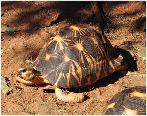 ホウシャガメ(イメージ)