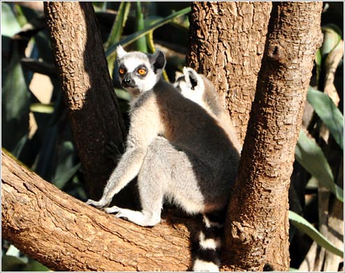 ワオキツネザル(イメージ)