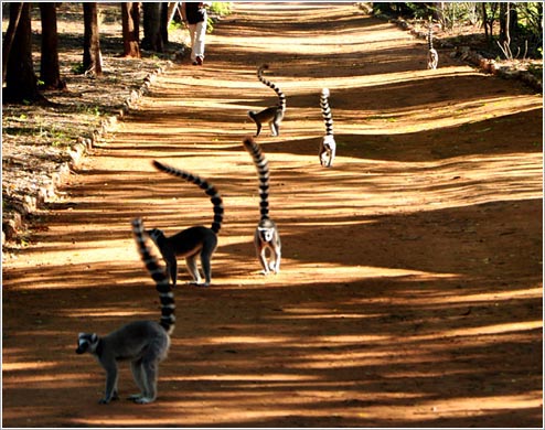 ワオキツネザルの群れ(イメージ)
