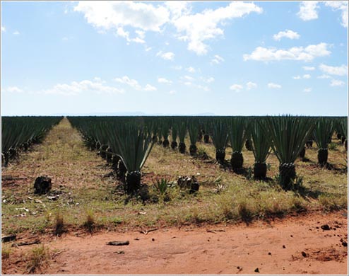 サイザル麻畑(イメージ)
