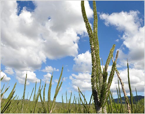 ディディエリア(イメージ)