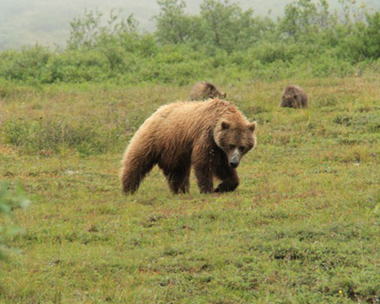 デナリ国立公園クマ