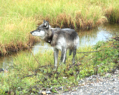 デナリ国立公園オオカミ