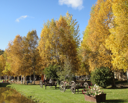 チェナ温泉黄葉