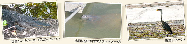 「野生のアリゲーター（ワニ）」「水面に顔を出すマナティ」「野鳥」
