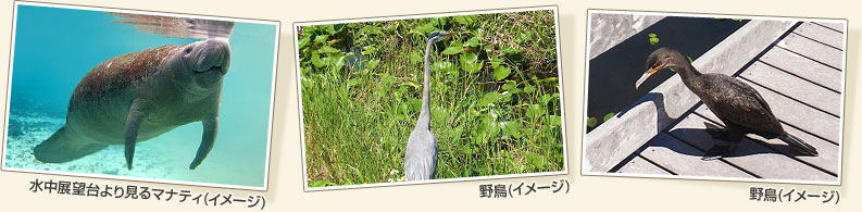 「水中展望台より見るマナティ」「野鳥」「野鳥」