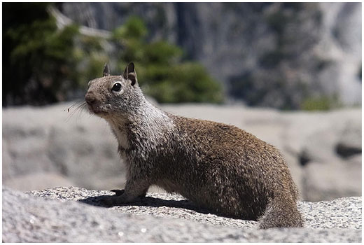 リス(イメージ)