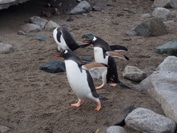 ジェンツーペンギン（イメージ）