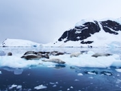 カニクイアザラシ（イメージ）