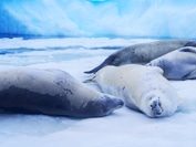 アザラシ（イメージ）