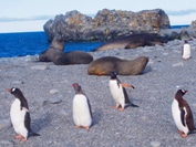 ドリアンベイ（イメージ）