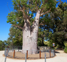 バオバブの木のイメージ