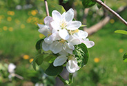 りんごの花(c)Prince Edward Tours
