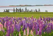 ルピナス(c)JTourism PEI／John Sylvester